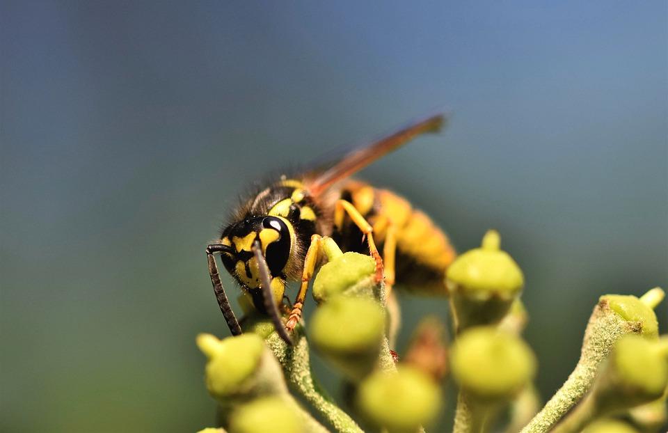 Le vespe nei sogni - Significati e interpretazioni