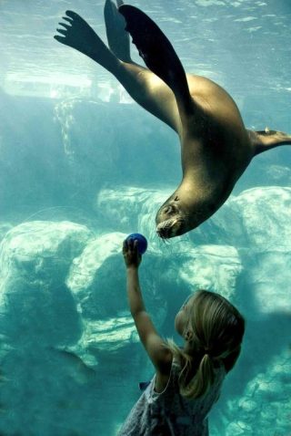 Foca e bambina all'acquario