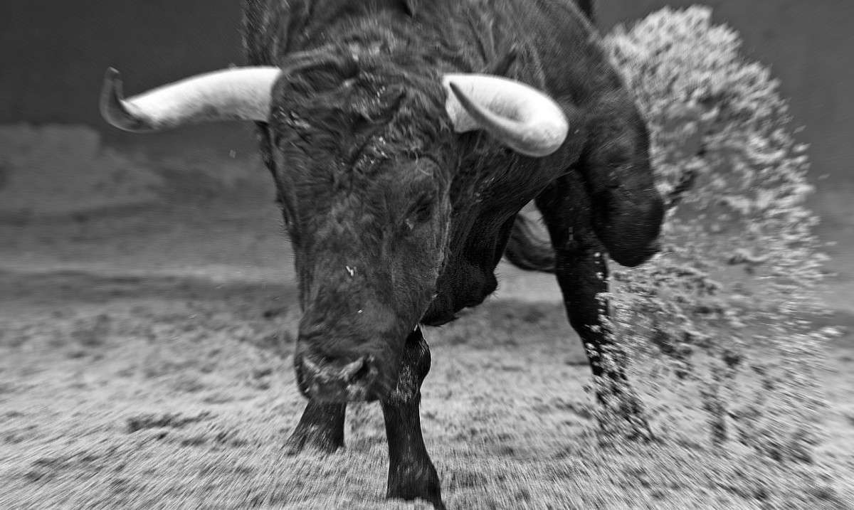 Toro, tori - Interpretazione dei sogni