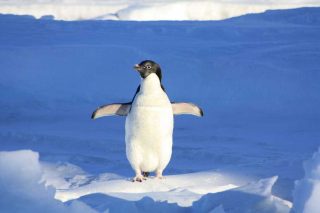 Pinguino sul ghiaccio